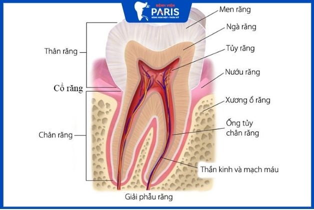 Cấu tạo 1 cái răng