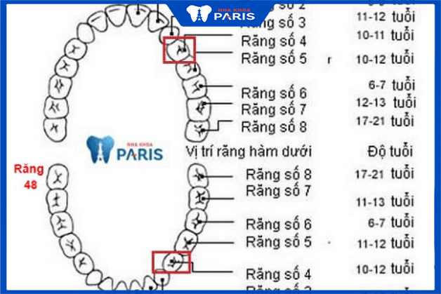 Vị trí các răng trong miệng